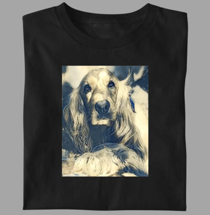 Cocker Spaniel - 2