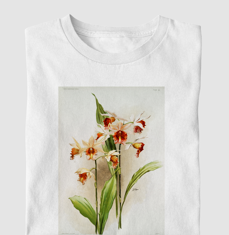 Phaius and Amabilis