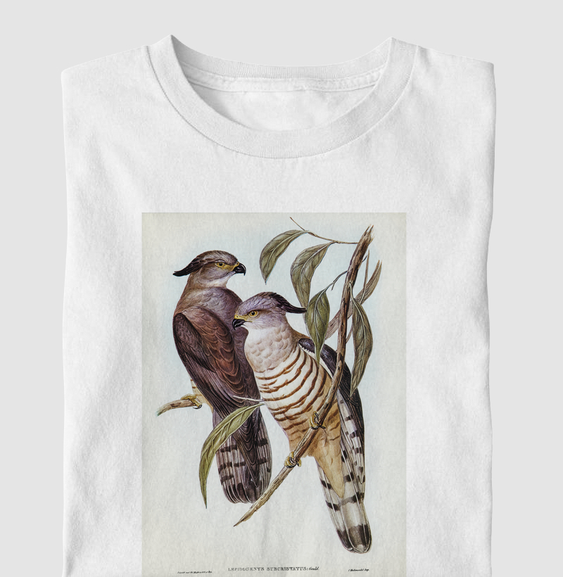 Crested Hawk