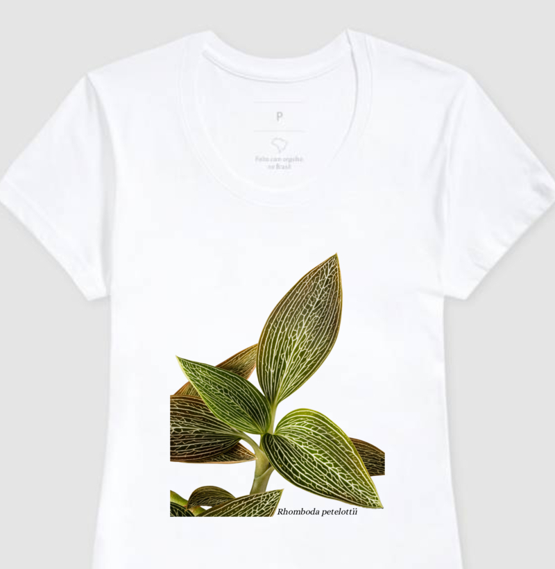 Baby Look Rhomboda petelottii Jewel Orchid