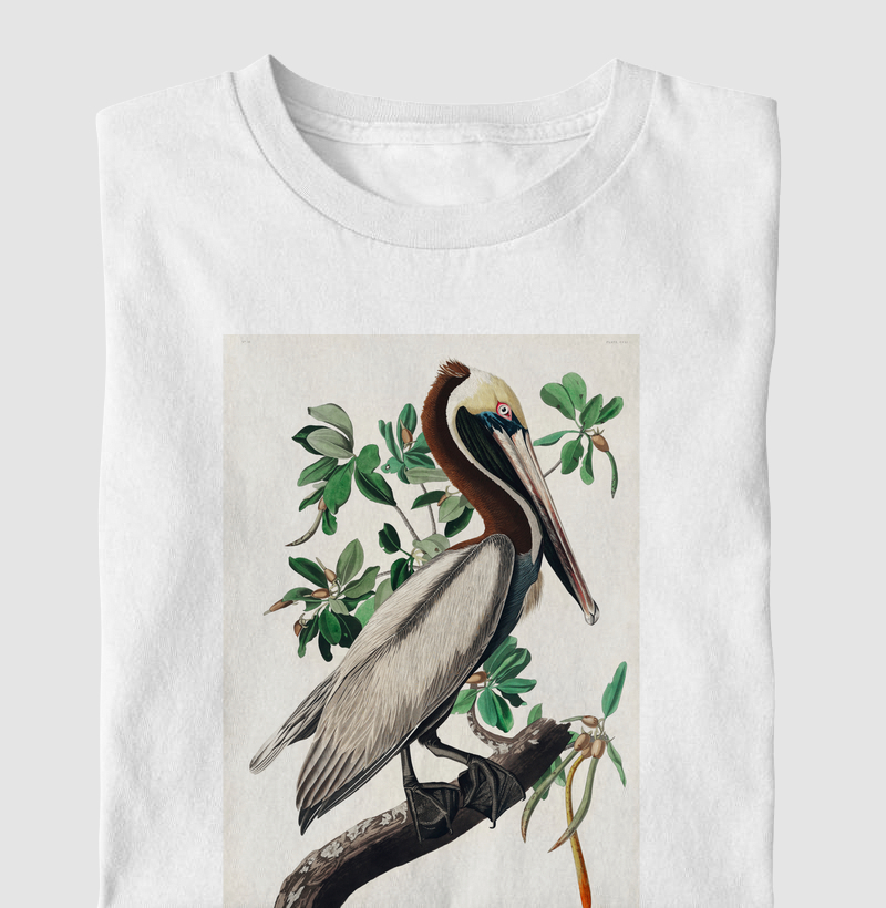 Brown Pelican