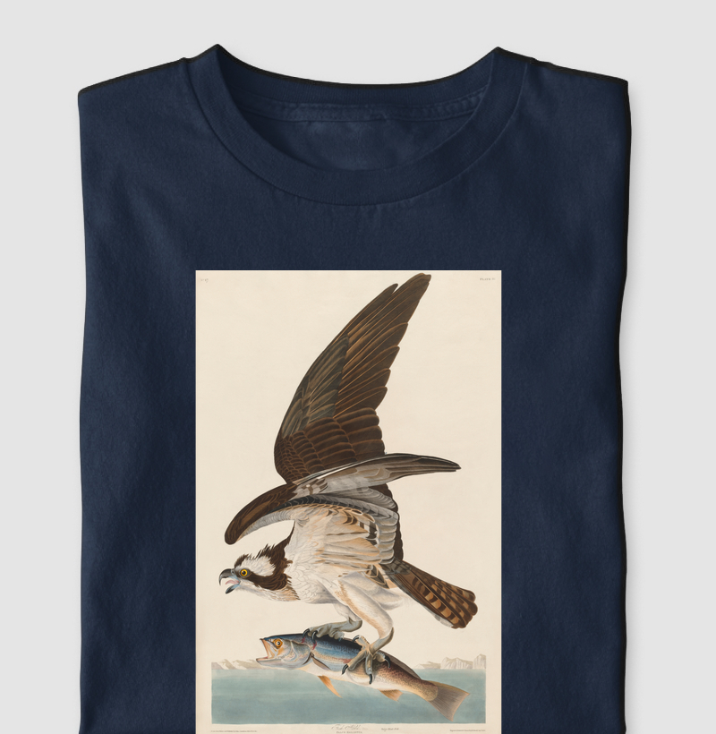 Fish Hawk