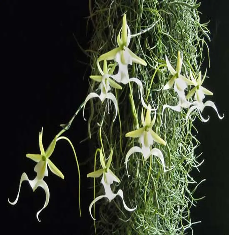 Orquídea fantasma 