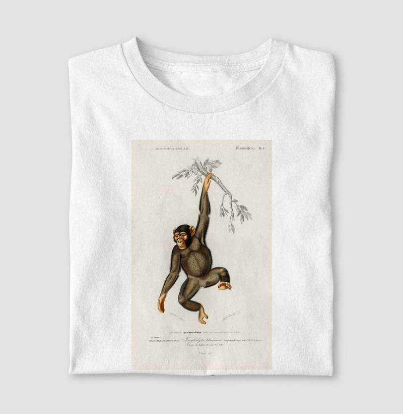 Chimpanzé