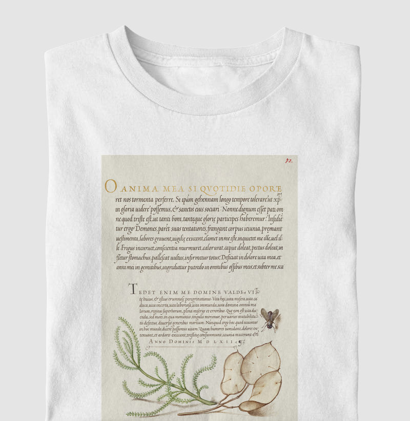 Lavender Cotton