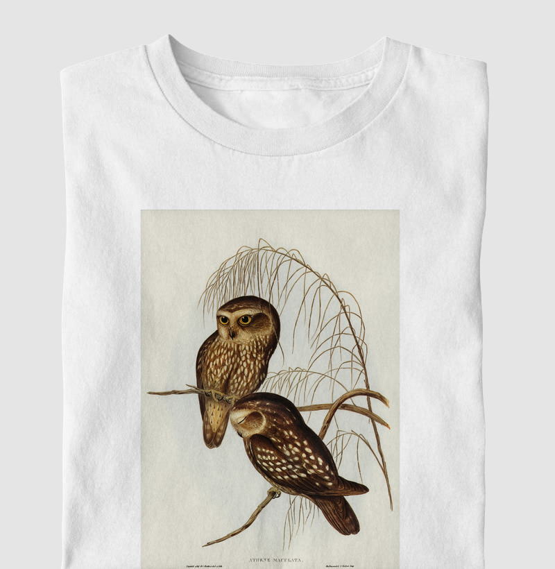 Spotted Owl