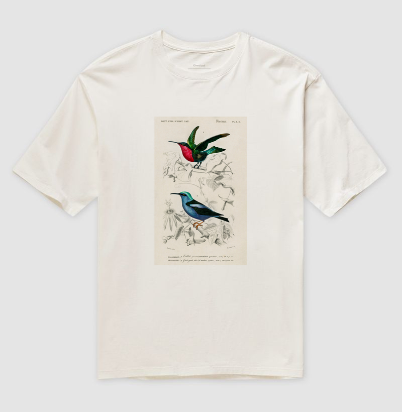 Colibri e Saíra-beija-flor