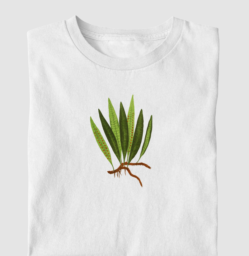 Polypodium Lycopodioides