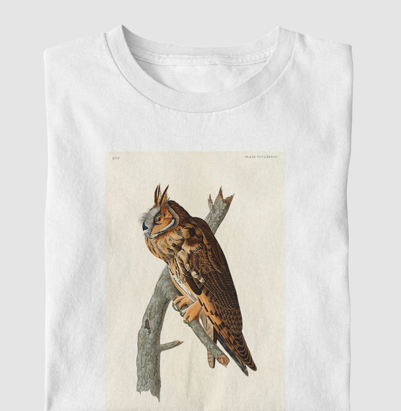 Long-eared Owl
