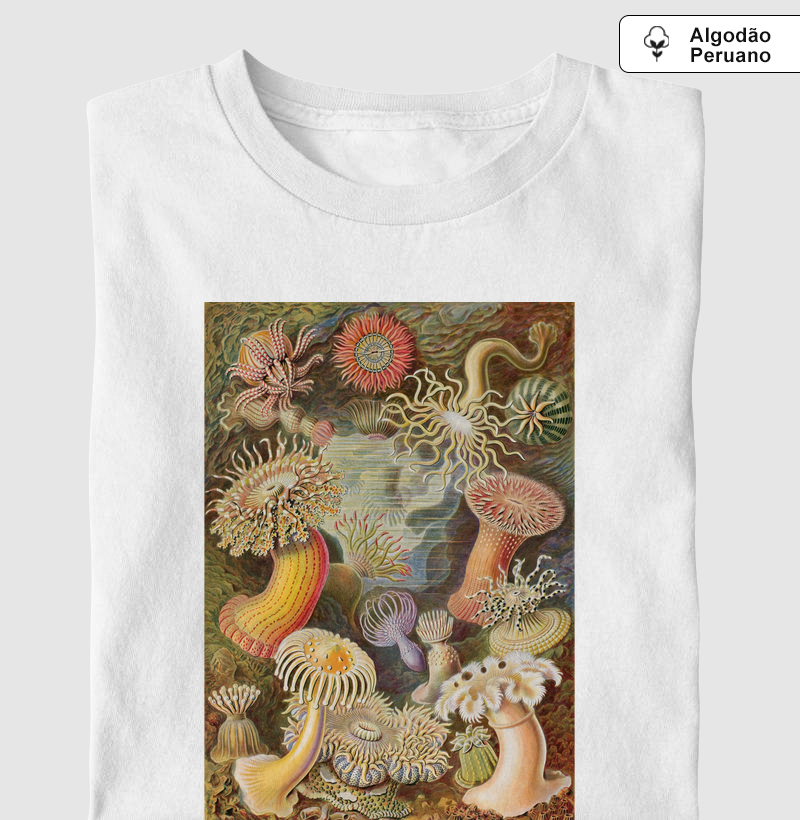 Haeckel Actiniae
