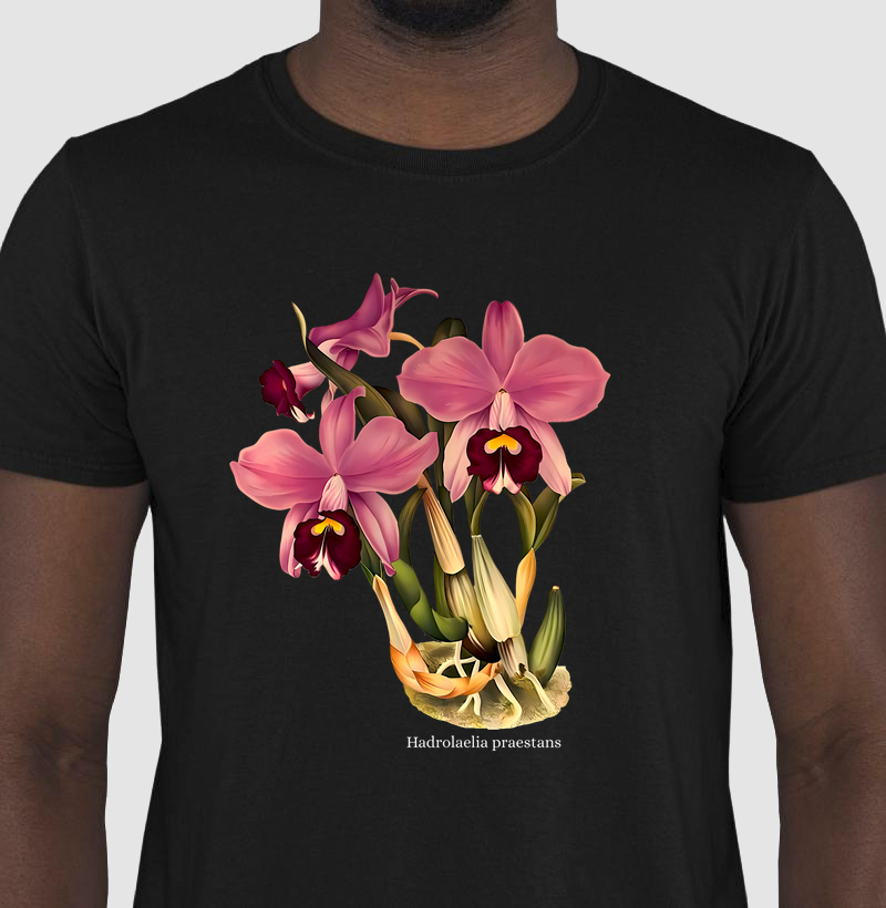 Camiseta Tshirt Hadrolaelia praestans
