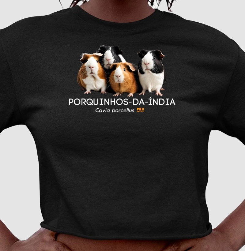 Porquinho-da-índia IV