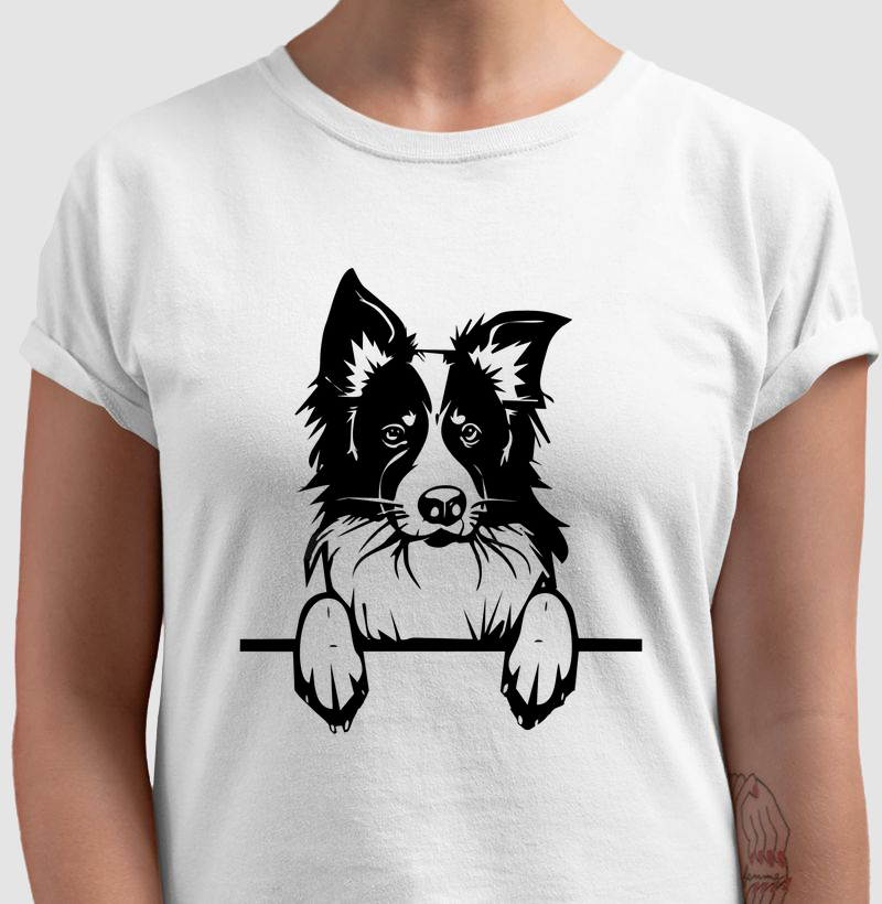 Border Collie - Cão Pastor
