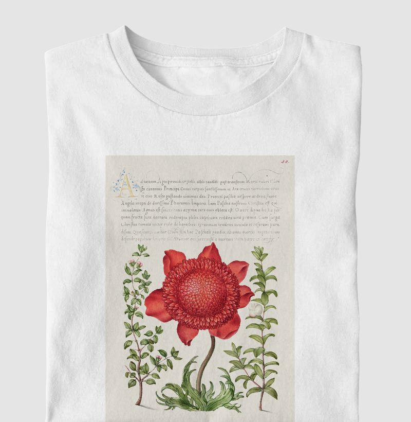 Basil Thyme, Poppy Anemone, and Myrtle