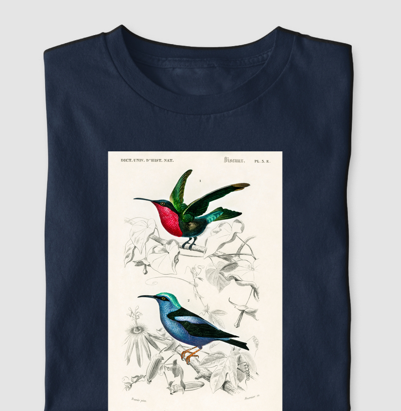 Colibri e Saíra-beija-flor