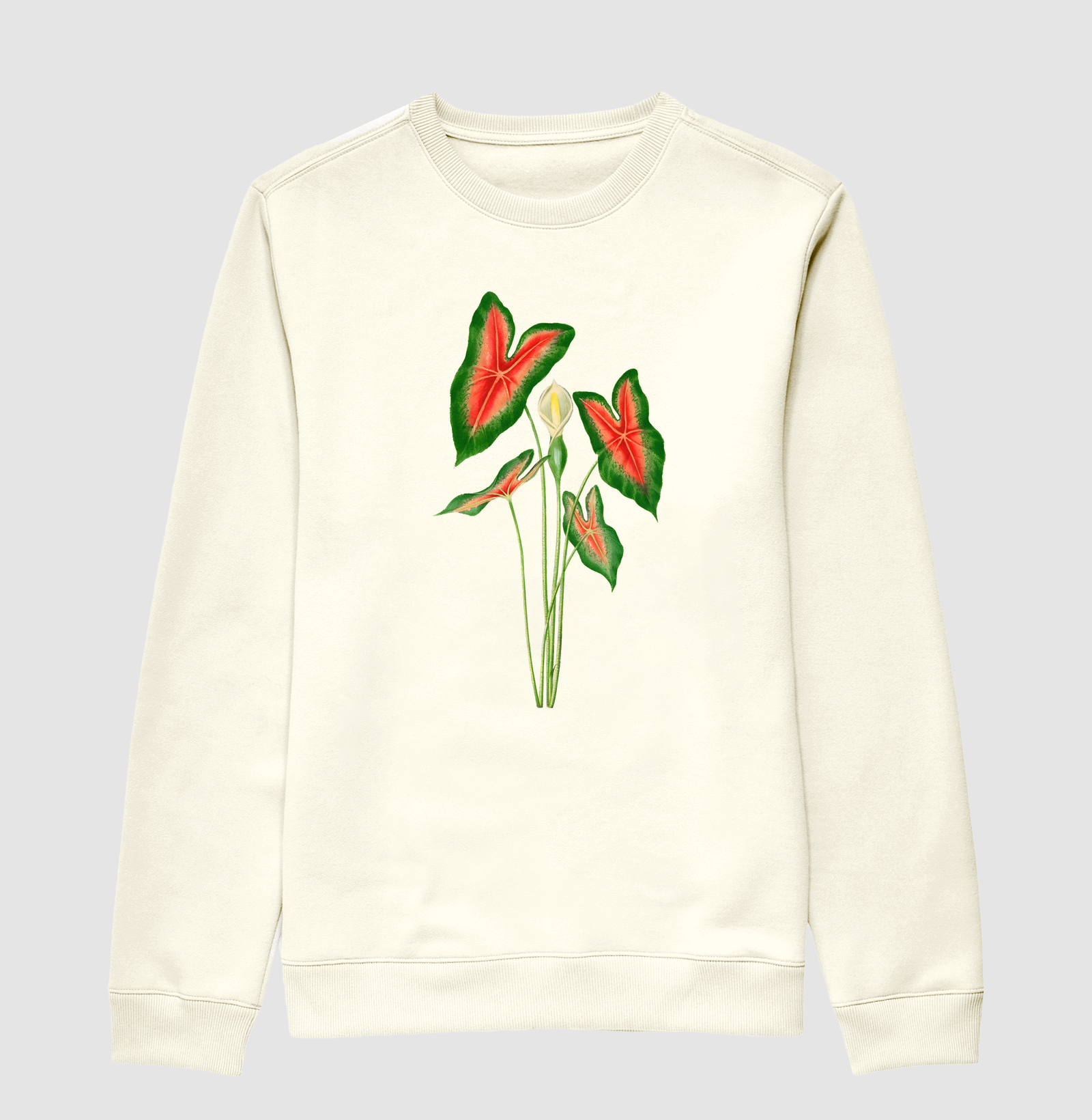 Caladium