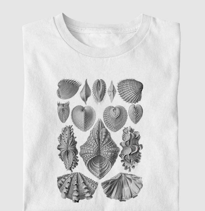 Acephala–Muscheln