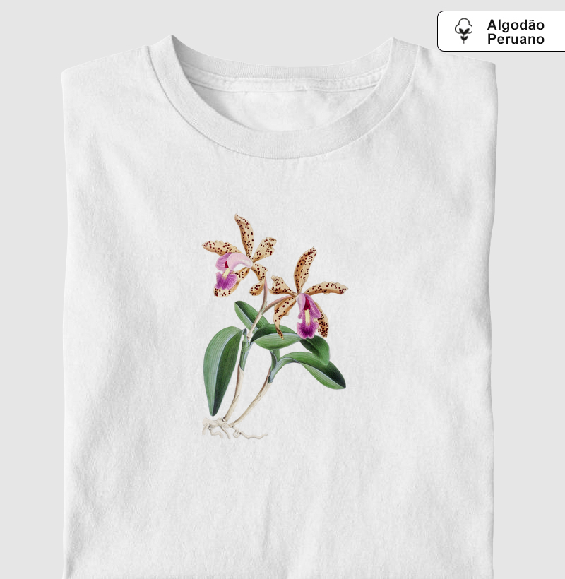 Cattleya Quinquecolor