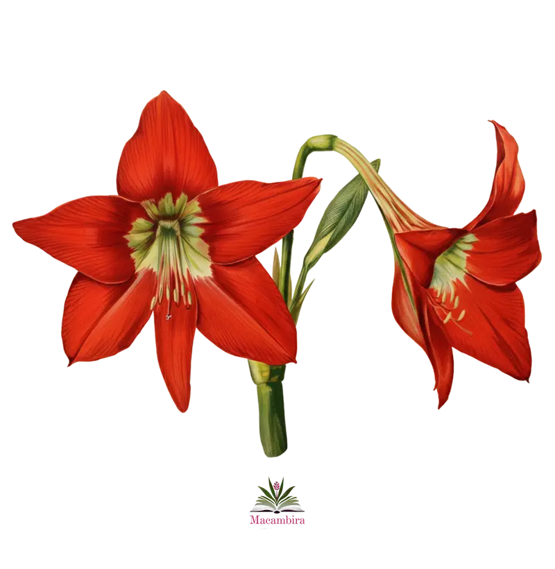 Hippeastrum