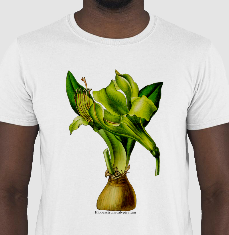 Camiseta Hippeastrum calyptratum