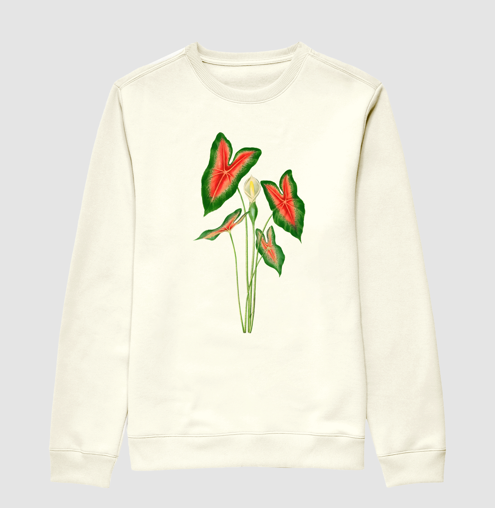 Caladium