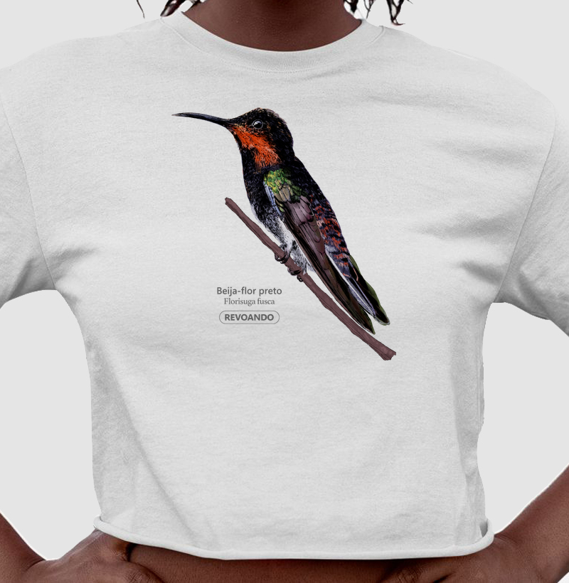 Aves do Brasil - Beija-flor-preto - Cropped