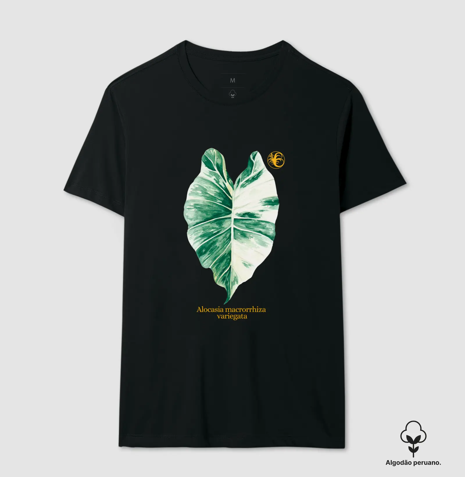 Alocasia Variegata 