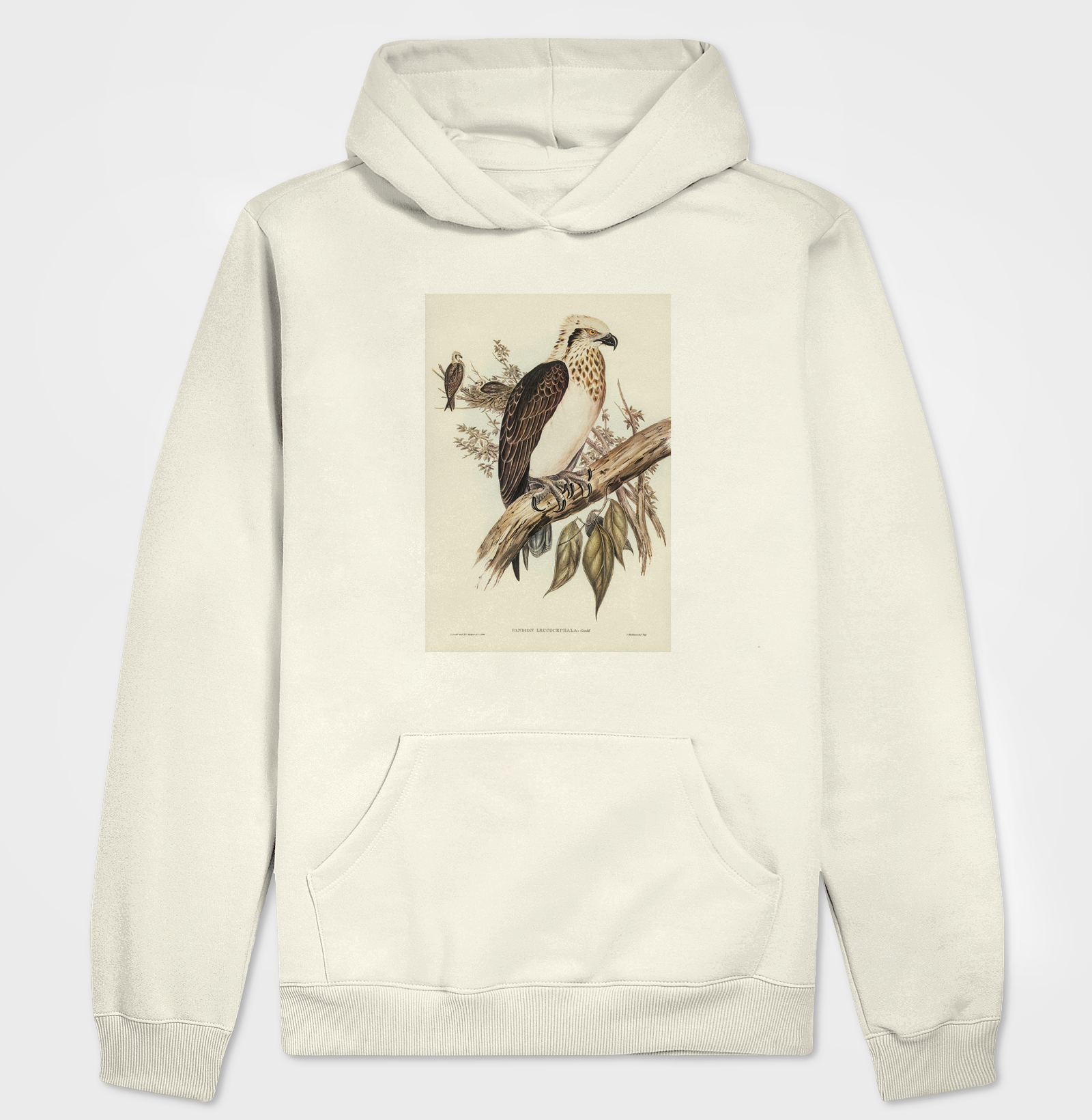 White-headed Osprey