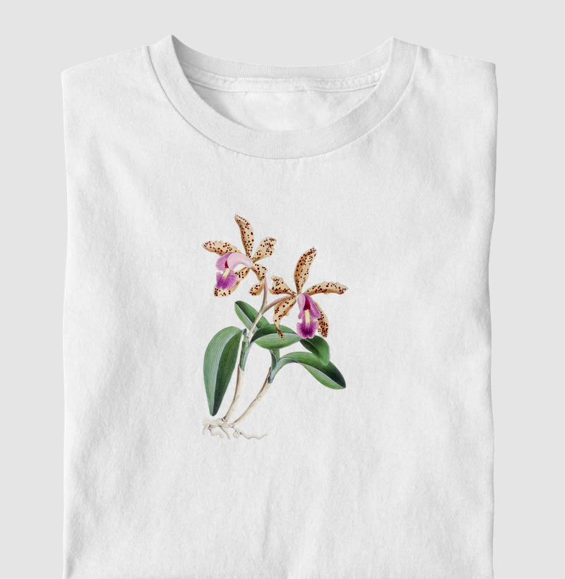 Cattleya Quinquecolor