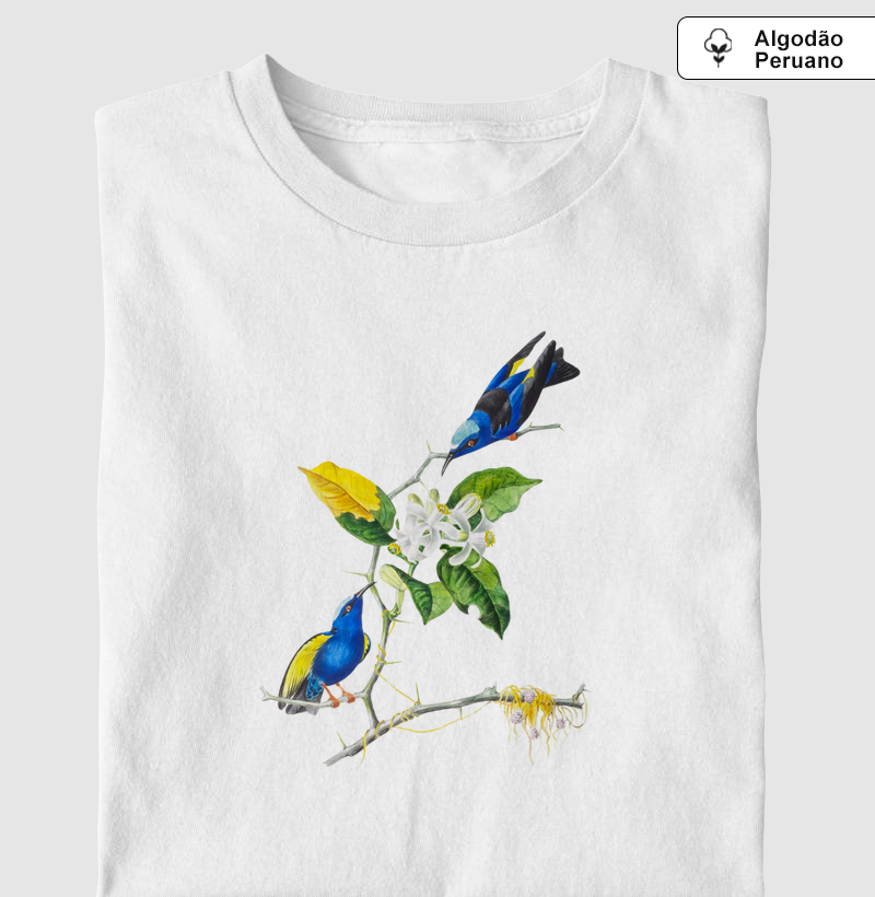 Saíra-beija-flor