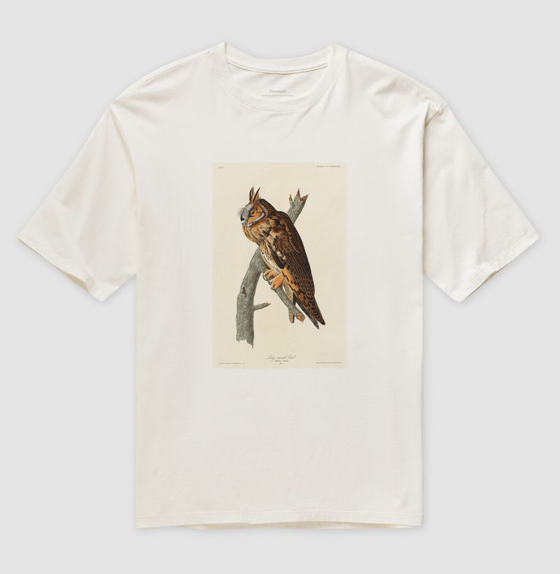 Long-eared Owl
