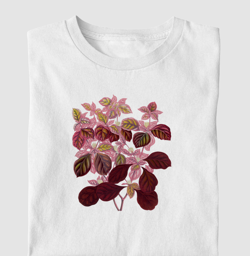 Pink Teleianthera Ficoidea