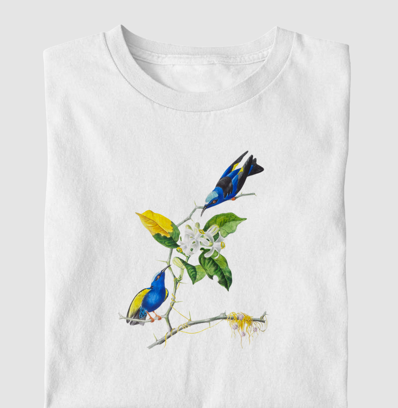 Saíra-beija-flor