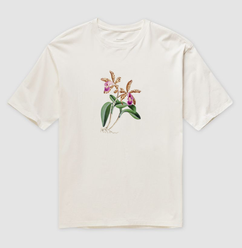Cattleya Quinquecolor