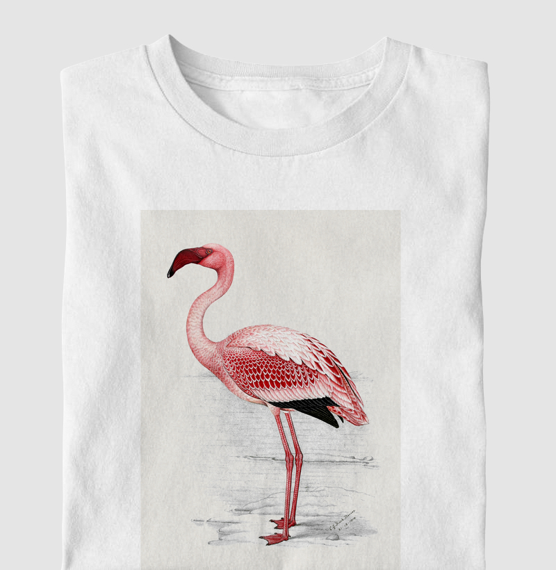 Lesser Flamingo