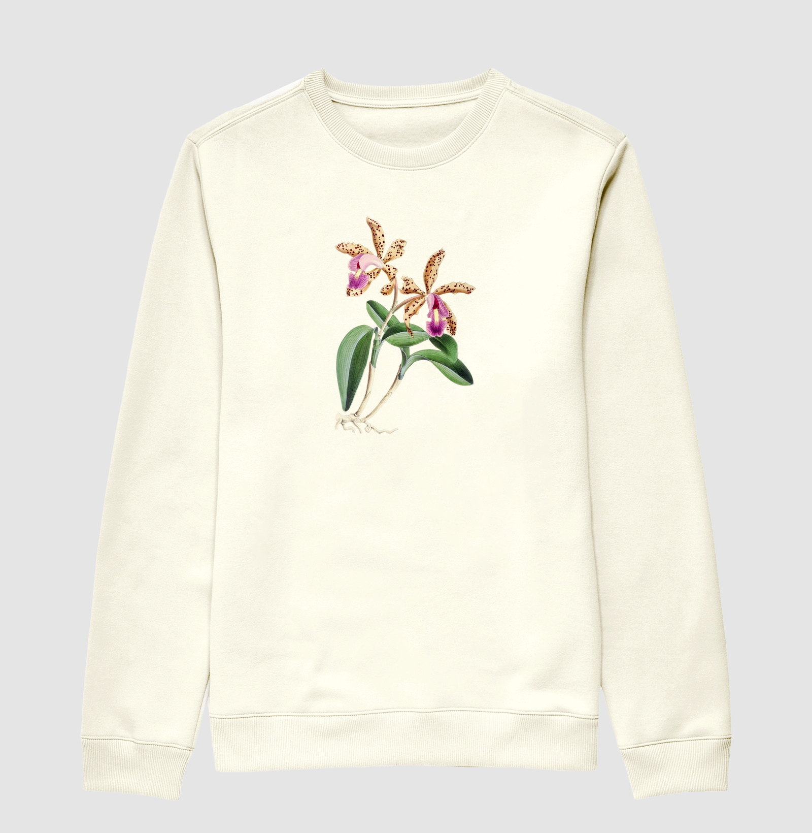 Cattleya Quinquecolor