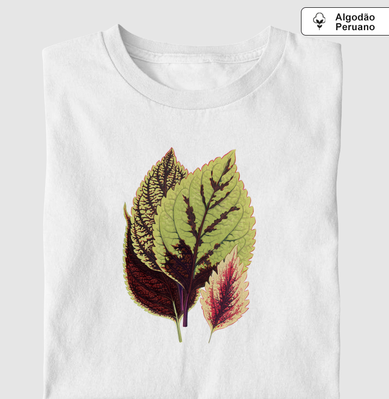 Coleus Blumei
