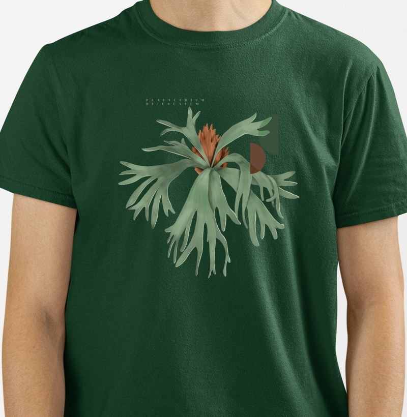 Platycerium - Ilustropical