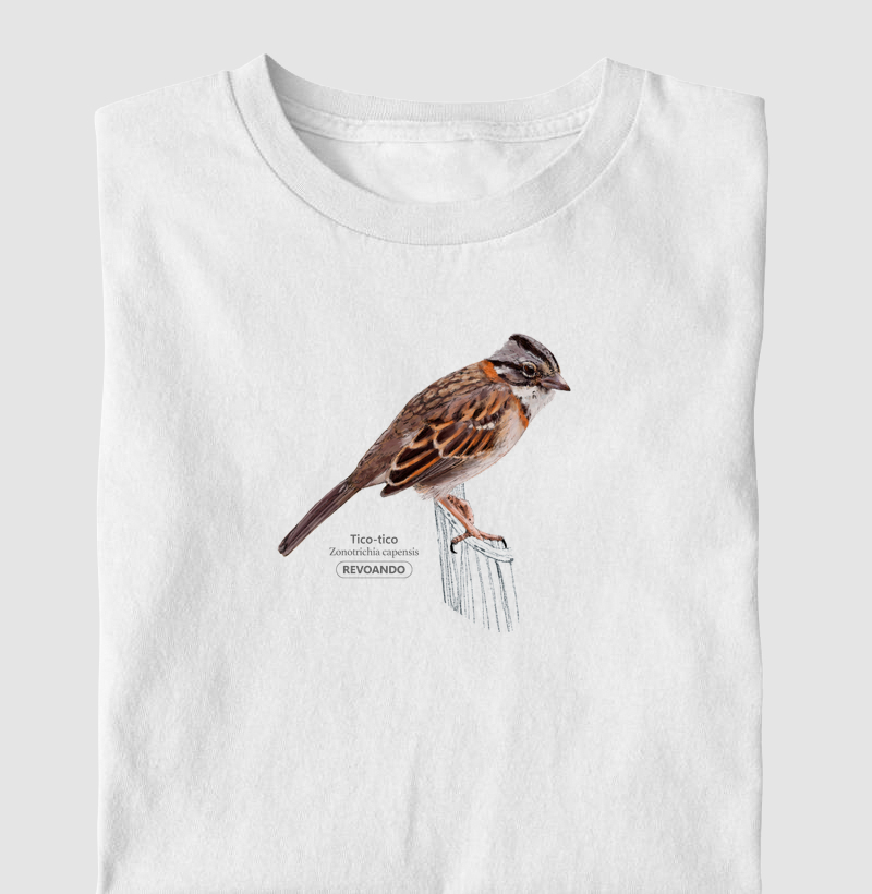 Aves do Brasil - Tico-tico
