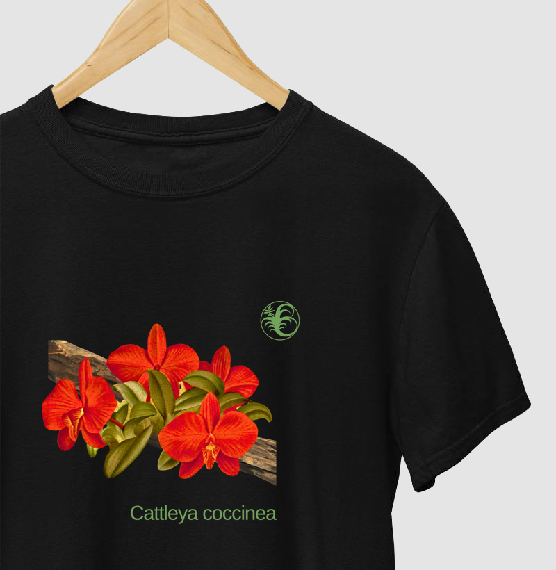 Cattleya coccinea 