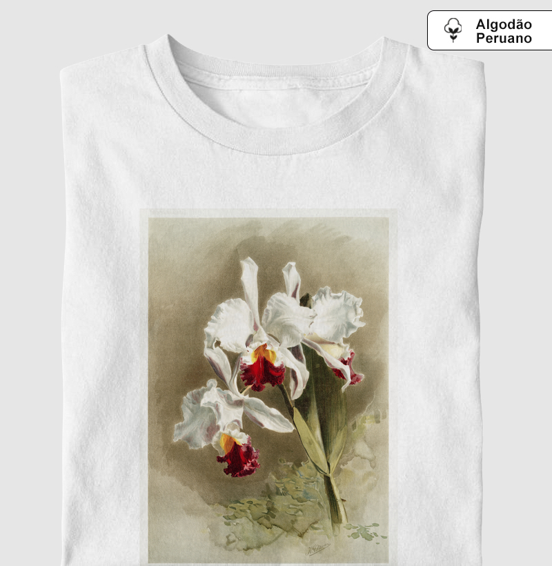 Cattleya mendellii var measuresiana